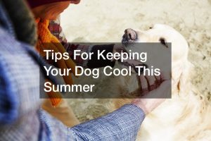 how to keep my dog cool in the heat