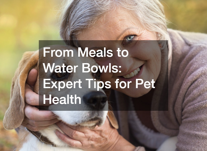From Meals to Water Bowls  Expert Tips for Pet Health