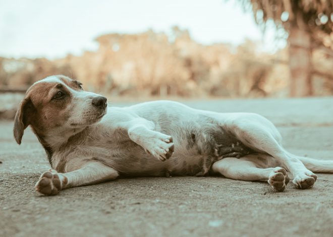 How to Tell if Your Dog Is Pregnant: Early Signs to Watch