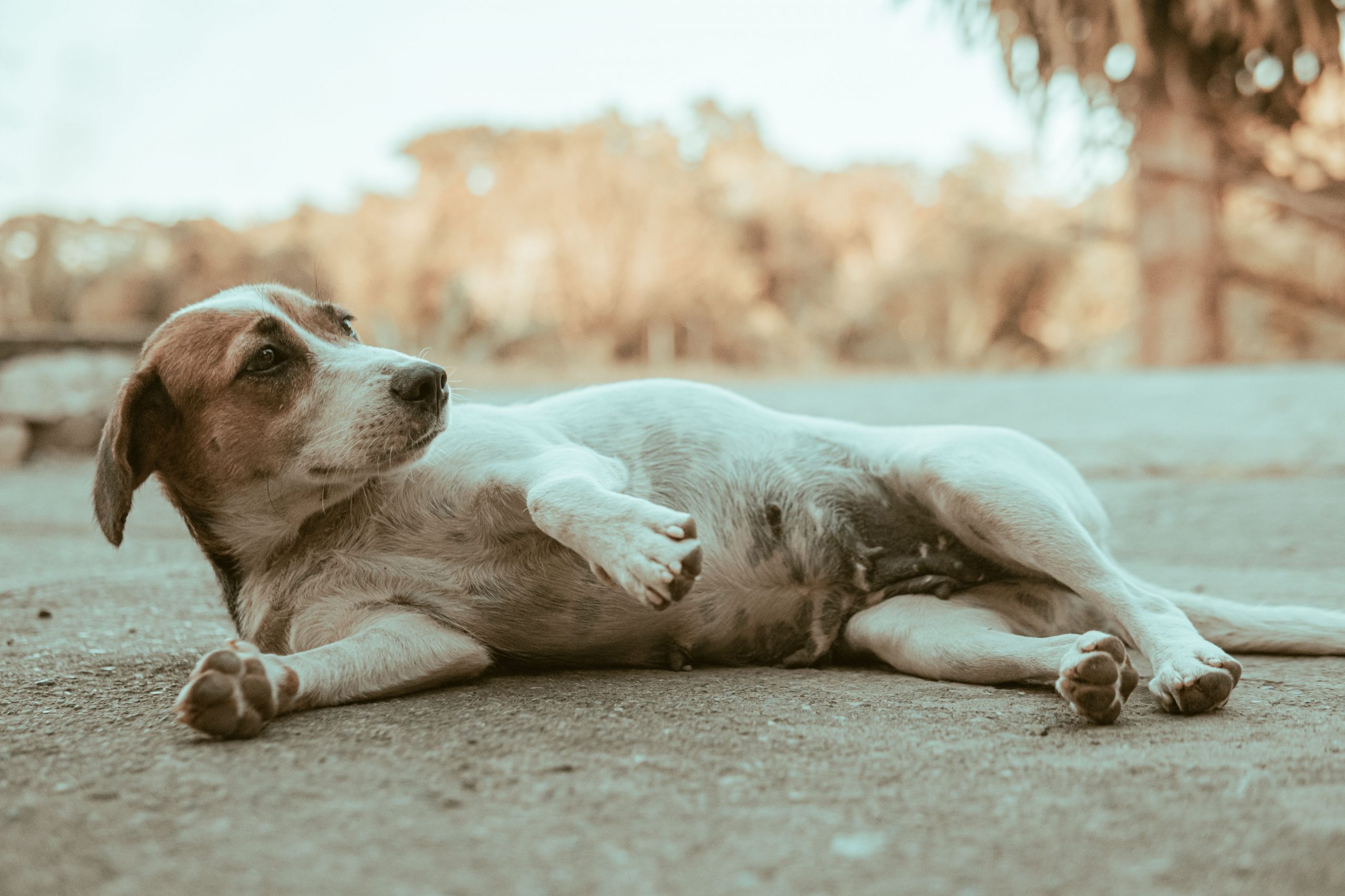 How to Tell if Your Dog Is Pregnant: Early Signs to Watch